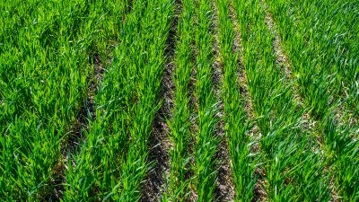 Regenerative agriculture is a key focus area for Amway's Nutrilite to maintain a steady provision of botanicals for its products. ©Getty Images