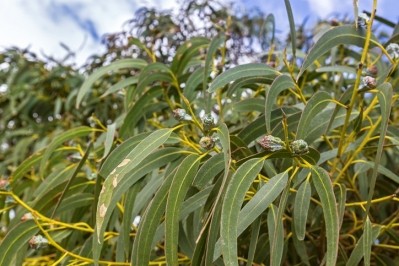 The leaves of the Eucalyptus globulus tree. ©Getty Images 