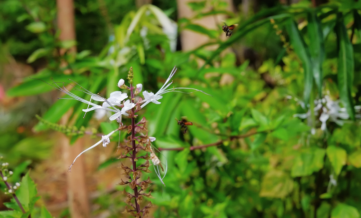 Kacip Fatimah or Labisia pumila is a traditional herb widely used as post-partum medication. ©Getty Images 