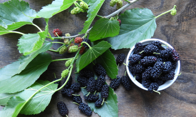 The mulberry leaves and fruits. ©Getty Images 