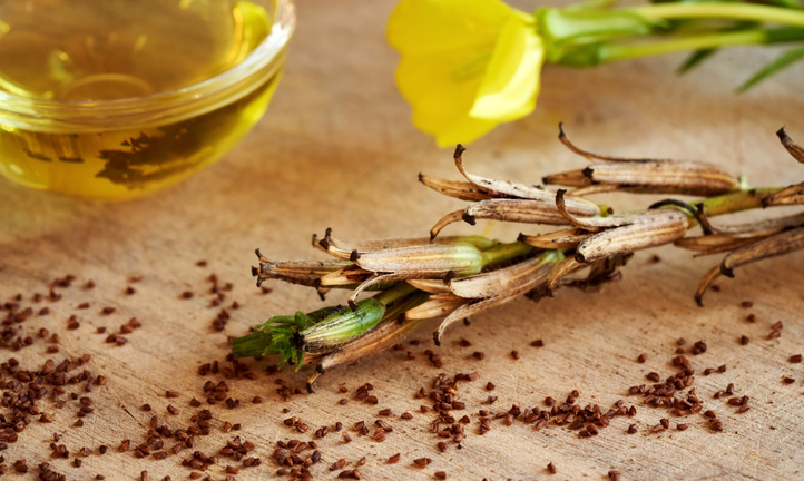 A photo showing the pods and seeds of Oenothera biennis or the common evening primrose and its oil.  ©Getty Images 