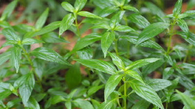 Thailand plans to drive exports of locally grown botanicals such as Andrographis to neighbouring South East Asian markets.  ©Getty Images 