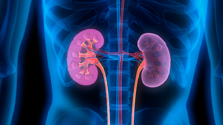 An illustration of the human kidneys. ©Getty Images